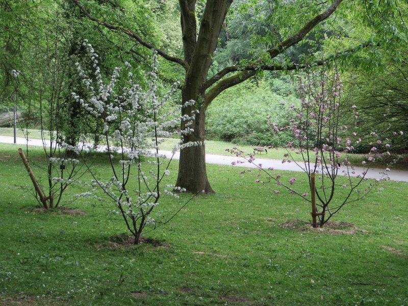 Toringo Apfel (Malus toringo)